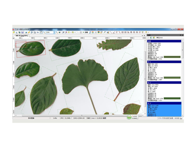 叶面积分析系统